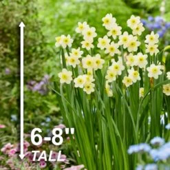 12/14 Cm, Minnow Tazetta Daffodil Flower Bulbs (Bag Of 25) -J Parkers Garden Store garden state bulb flower bulbs ecf 118 25 01 4f 1000