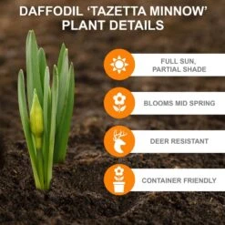 12/14 Cm, Minnow Tazetta Daffodil Flower Bulbs (Bag Of 25) -J Parkers Garden Store garden state bulb flower bulbs ecf 118 25 01 c3 1000