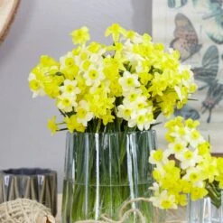 12/14 Cm, Minnow Tazetta Daffodil Flower Bulbs (Bag Of 250) -J Parkers Garden Store garden state bulb flower bulbs ecf 118 250 10 31 1000