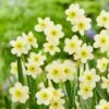 12/14 Cm, Minnow Tazetta Daffodil Flower Bulbs (Bag Of 250) 1 12/14 Cm, Minnow Tazetta Daffodil Flower Bulbs (Bag Of 250) -J Parkers Garden Store garden state bulb flower bulbs ecf 118 250 10 64 1000