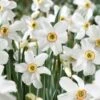 14/16 Cm, Pheasant's Eye Daffodil Flower Bulbs, White (Bag Of 100) -J Parkers Garden Store garden state bulb flower bulbs ecf 119 100 04 64 1000