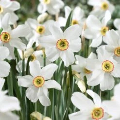 14/16 Cm, Pheasant's Eye Daffodil Flower Bulbs, White (Bag Of 100)