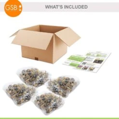 14/16 Cm, Pheasant's Eye Daffodil Flower Bulbs, White (Bag Of 100) -J Parkers Garden Store garden state bulb flower bulbs ecf 119 100 04 fa 1000