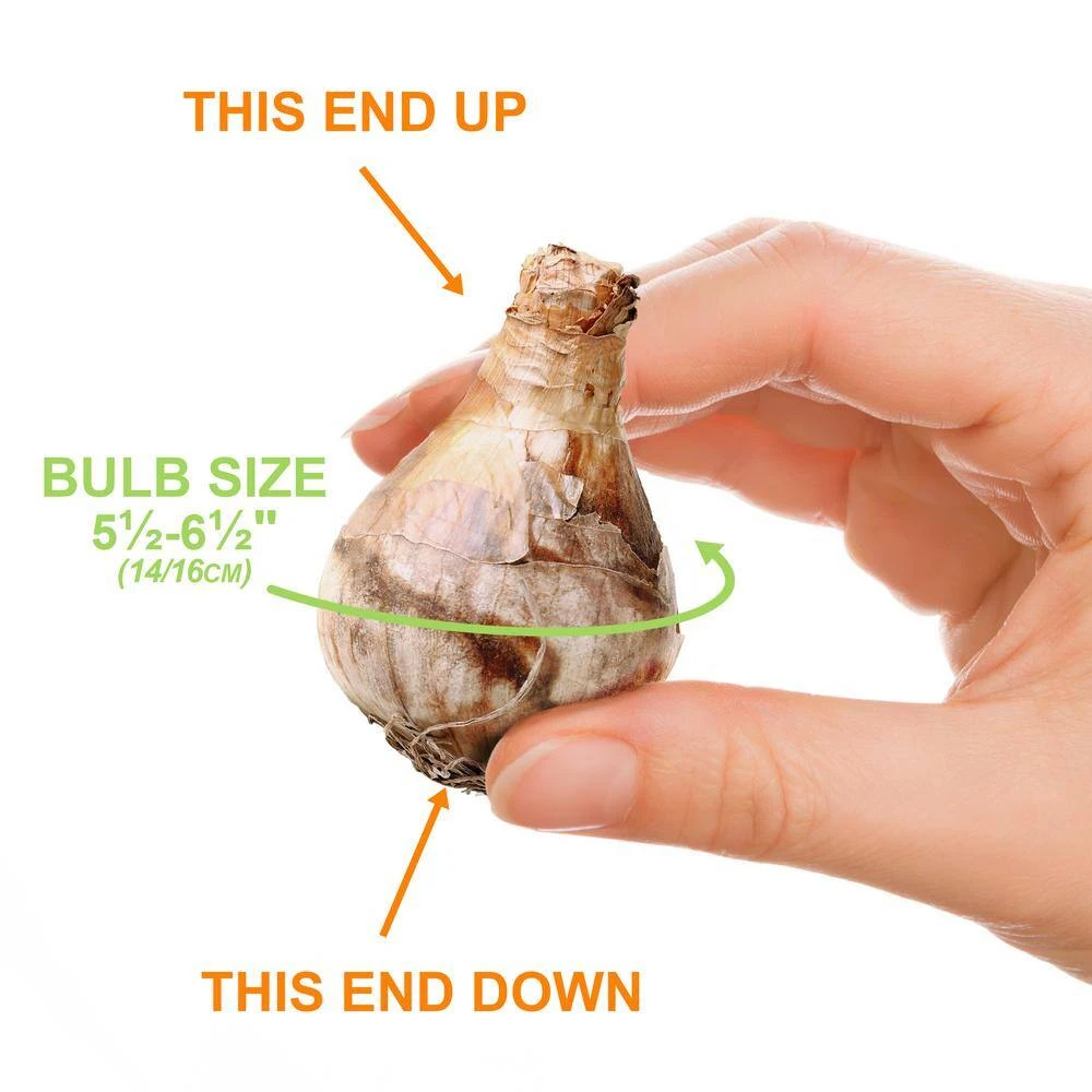 14/16cm, Pheasant's Eye Daffodil Flower Bulbs, White (Bag Of 25) 6 14/16cm, Pheasant's Eye Daffodil Flower Bulbs, White (Bag Of 25) - Image 4