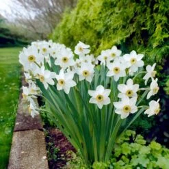14/16cm, Pheasant's Eye Daffodil Flower Bulbs, White (Bag Of 25) 17 14/16cm, Pheasant's Eye Daffodil Flower Bulbs, White (Bag Of 25) -J Parkers Garden Store garden state bulb flower bulbs ecf 119 25 01 31 1000