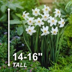 14/16cm, Pheasant's Eye Daffodil Flower Bulbs, White (Bag Of 25) 12 14/16cm, Pheasant's Eye Daffodil Flower Bulbs, White (Bag Of 25) -J Parkers Garden Store garden state bulb flower bulbs ecf 119 25 01 4f 1000