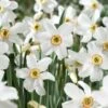14/16cm, Pheasant's Eye Daffodil Flower Bulbs, White (Bag Of 25) -J Parkers Garden Store garden state bulb flower bulbs ecf 119 25 01 64 1000