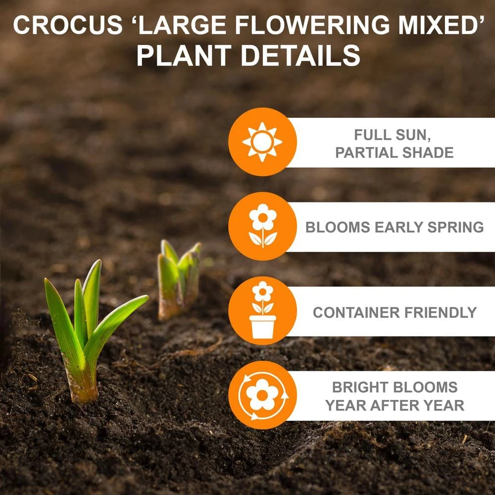 8/9 Cm Dutch Crocus Bulbs Large Flowering Mixed (Bag Of 200) 6 8/9 Cm Dutch Crocus Bulbs Large Flowering Mixed (Bag Of 200) - Image 4