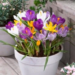 8/9 Cm Dutch Crocus Bulbs Large Flowering Mixed (Bag Of 200) 17 8/9 Cm Dutch Crocus Bulbs Large Flowering Mixed (Bag Of 200) -J Parkers Garden Store garden state bulb flower bulbs ecf 12 200 31 1000