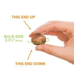 8/9 Cm Dutch Crocus Bulbs Large Flowering Mixed (Bag Of 200) 12 8/9 Cm Dutch Crocus Bulbs Large Flowering Mixed (Bag Of 200) -J Parkers Garden Store garden state bulb flower bulbs ecf 12 200 4f 1000