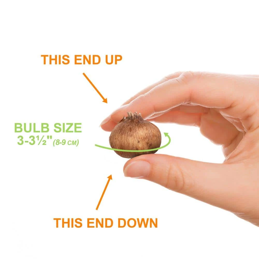 8/9 Cm Dutch Crocus Bulbs Large Flowering Mixed (Bag Of 200) 5 8/9 Cm Dutch Crocus Bulbs Large Flowering Mixed (Bag Of 200) - Image 3