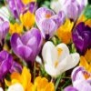 8/9 Cm Dutch Crocus Bulbs Large Flowering Mixed (Bag Of 200)