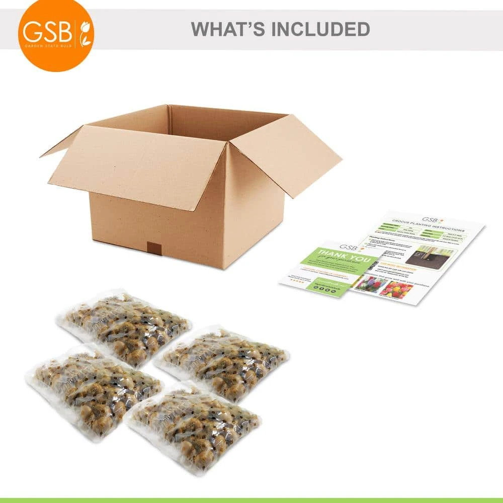 8/9 Cm Dutch Crocus Bulbs Large Flowering Mixed (Bag Of 200) 4 8/9 Cm Dutch Crocus Bulbs Large Flowering Mixed (Bag Of 200) - Image 2