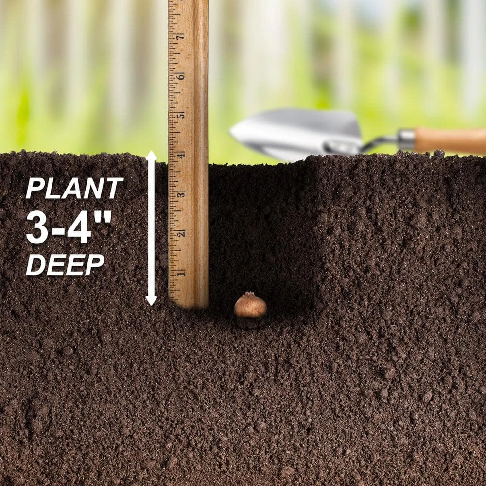 8/9 Cm Dutch Crocus Bulbs Large Flowering Mixed (Bag Of 200) 8 8/9 Cm Dutch Crocus Bulbs Large Flowering Mixed (Bag Of 200) - Image 6