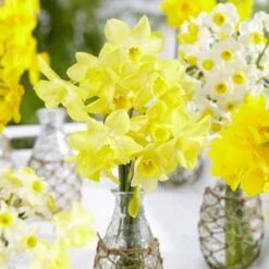 12/14 Cm, Jonquilla Pipit Daffodil Flower Bulbs (Bag Of 250) 17 12/14 Cm, Jonquilla Pipit Daffodil Flower Bulbs (Bag Of 250) -J Parkers Garden Store garden state bulb flower bulbs ecf 120 250 10 31 1000