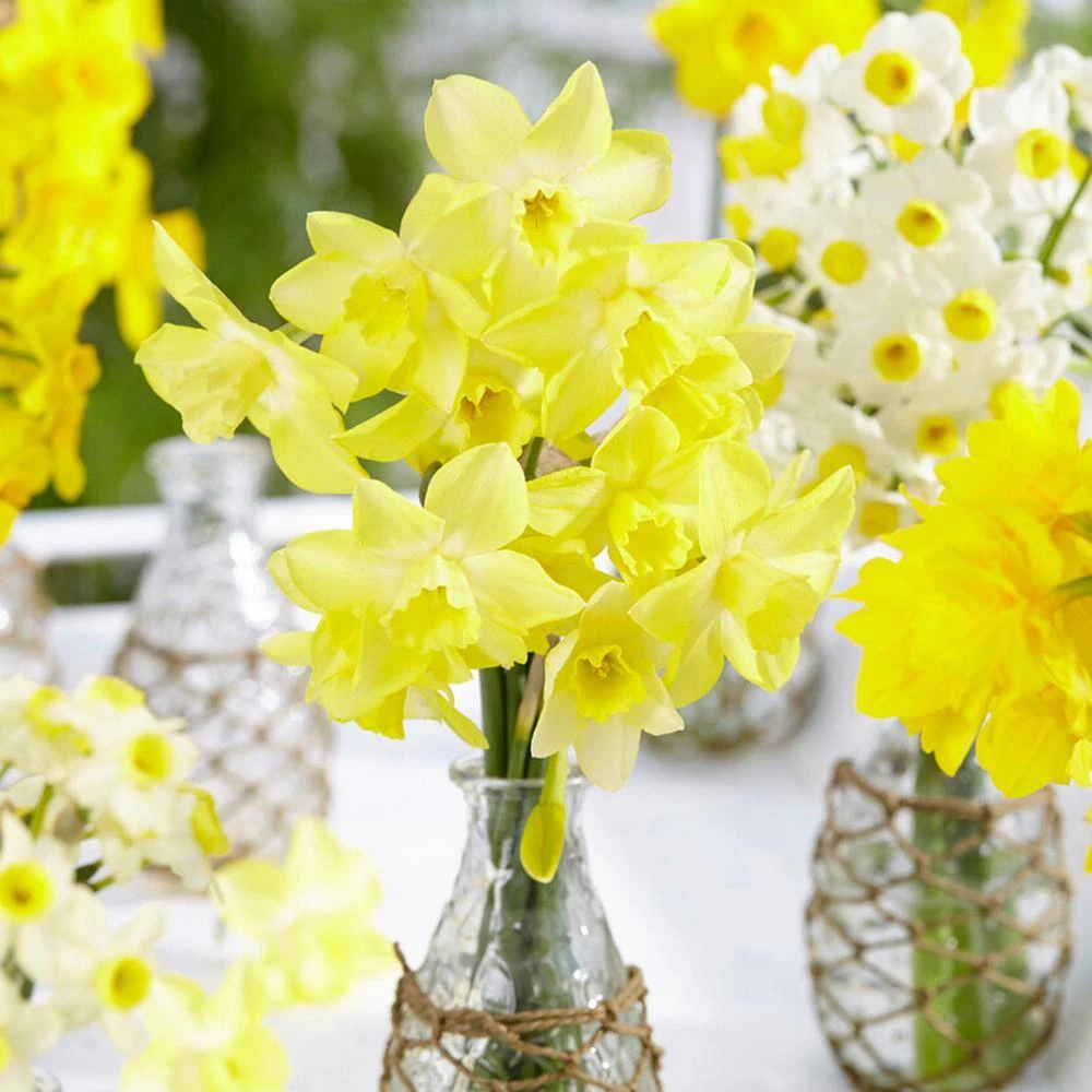 12/14 Cm, Jonquilla Pipit Daffodil Flower Bulbs (Bag Of 250) 10 12/14 Cm, Jonquilla Pipit Daffodil Flower Bulbs (Bag Of 250) - Image 8