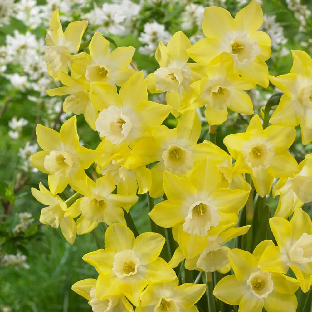 12/14 Cm, Jonquilla Pipit Daffodil Flower Bulbs (Bag Of 250) 3 12/14 Cm, Jonquilla Pipit Daffodil Flower Bulbs (Bag Of 250)