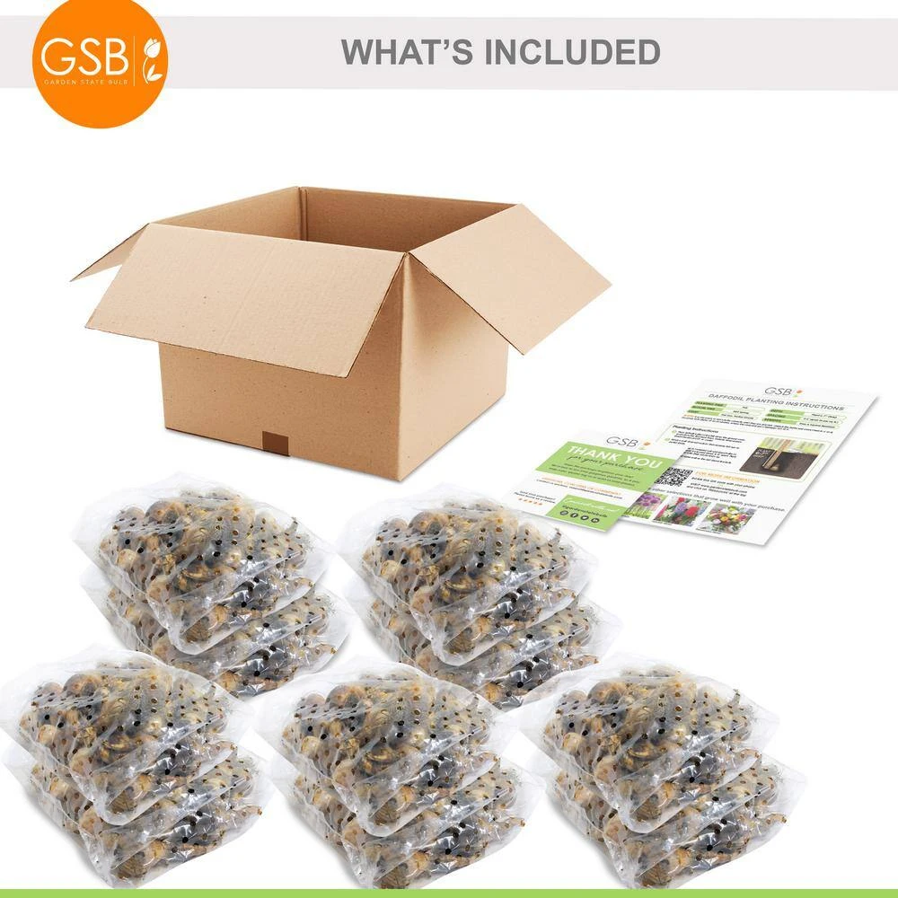 12/14 Cm, Jonquilla Pipit Daffodil Flower Bulbs (Bag Of 250) 9 12/14 Cm, Jonquilla Pipit Daffodil Flower Bulbs (Bag Of 250) - Image 7