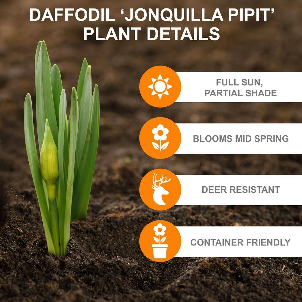 12/14 Cm, Jonquilla Pipit Daffodil Flower Bulbs (Bag Of 250) 4 12/14 Cm, Jonquilla Pipit Daffodil Flower Bulbs (Bag Of 250) - Image 2