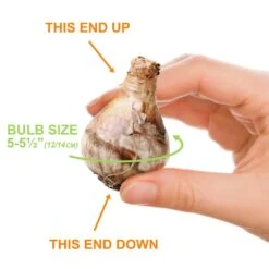 12/14 Cm, Jonquilla Pipit Daffodil Flower Bulbs (Bag Of 50) -J Parkers Garden Store garden state bulb flower bulbs ecf 120 50 02 1f 1000