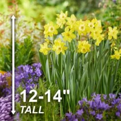 12/14 Cm, Jonquilla Pipit Daffodil Flower Bulbs (Bag Of 50) -J Parkers Garden Store garden state bulb flower bulbs ecf 120 50 02 4f 1000