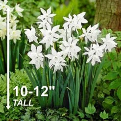 14/16 Cm, Triandrus Thalia Daffodil Flower Bulbs (Bag Of 100) -J Parkers Garden Store garden state bulb flower bulbs ecf 121 100 04 4f 1000