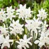 14/16 Cm, Triandrus Thalia Daffodil Flower Bulbs (Bag Of 100) -J Parkers Garden Store garden state bulb flower bulbs ecf 121 100 04 64 1000