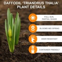 14/16 Cm, Triandrus Thalia Daffodil Flower Bulbs (Bag Of 100) -J Parkers Garden Store garden state bulb flower bulbs ecf 121 100 04 c3 1000