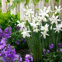 14/16 Cm, Thalia Daffodil Flower Bulbs (Bag Of 25) -J Parkers Garden Store garden state bulb flower bulbs ecf 121 25 01 31 1000