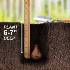 14/16 Cm, Triandrus Thalia Daffodil Flower Bulbs (Bag Of 250) 14 14/16 Cm, Triandrus Thalia Daffodil Flower Bulbs (Bag Of 250) -J Parkers Garden Store garden state bulb flower bulbs ecf 121 250 10 44 1000