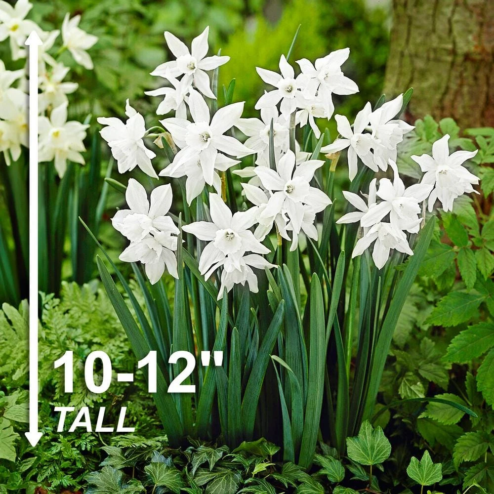 14/16 Cm, Triandrus Thalia Daffodil Flower Bulbs (Bag Of 250) 5 14/16 Cm, Triandrus Thalia Daffodil Flower Bulbs (Bag Of 250) - Image 3