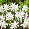 14/16 Cm, Triandrus Thalia Daffodil Flower Bulbs (Bag Of 250) -J Parkers Garden Store garden state bulb flower bulbs ecf 121 250 10 64 1000