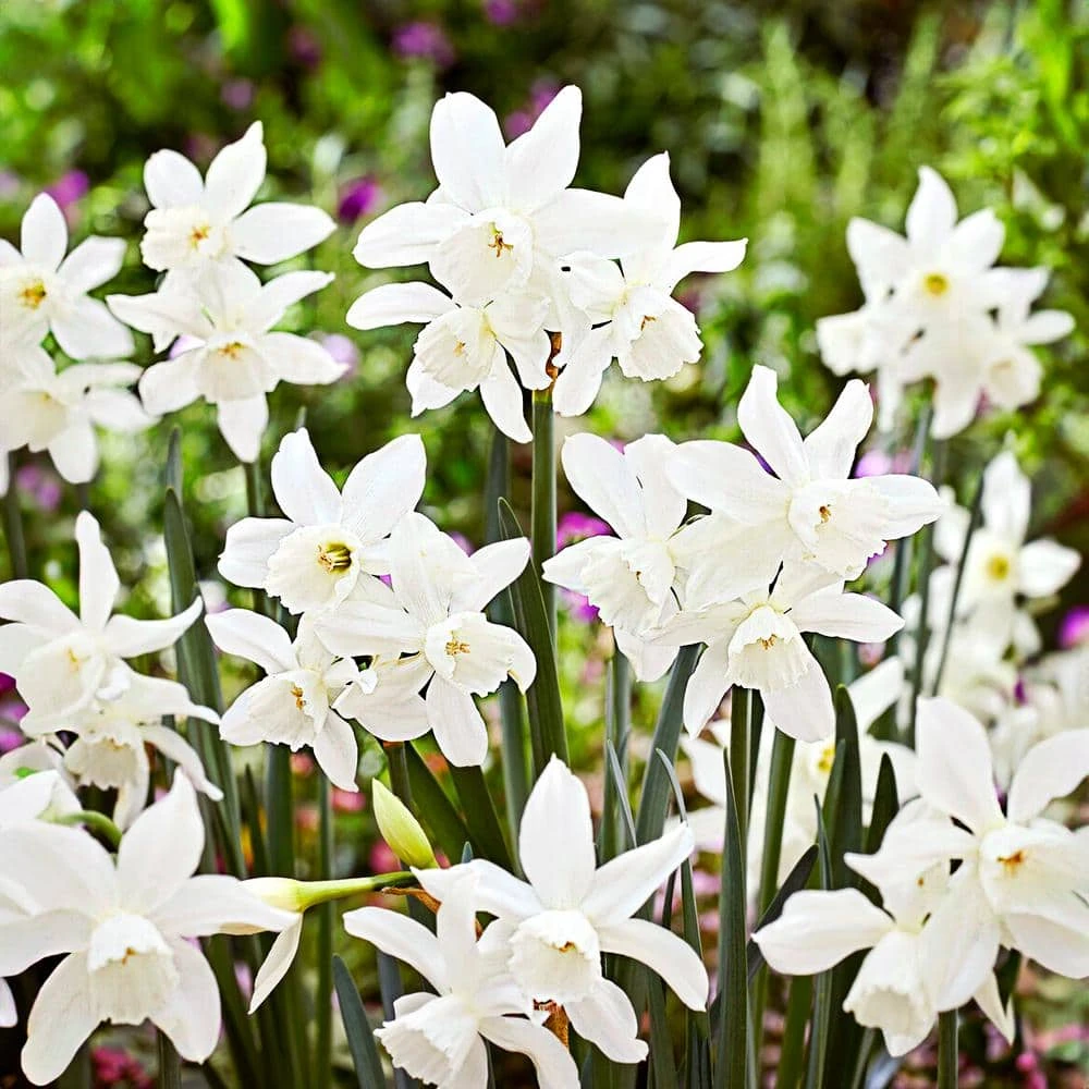 14/16 Cm, Triandrus Thalia Daffodil Flower Bulbs (Bag Of 250) 3 14/16 Cm, Triandrus Thalia Daffodil Flower Bulbs (Bag Of 250)