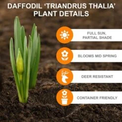14/16 Cm, Triandrus Thalia Daffodil Flower Bulbs (Bag Of 250) 11 14/16 Cm, Triandrus Thalia Daffodil Flower Bulbs (Bag Of 250) -J Parkers Garden Store garden state bulb flower bulbs ecf 121 250 10 c3 1000