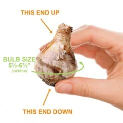 14/16 Cm, Jonquil Sailboat Daffodil Flower Bulbs, Yellow (Bag Of 100) 13 14/16 Cm, Jonquil Sailboat Daffodil Flower Bulbs, Yellow (Bag Of 100) -J Parkers Garden Store garden state bulb flower bulbs ecf 122 100 04 1f 1000