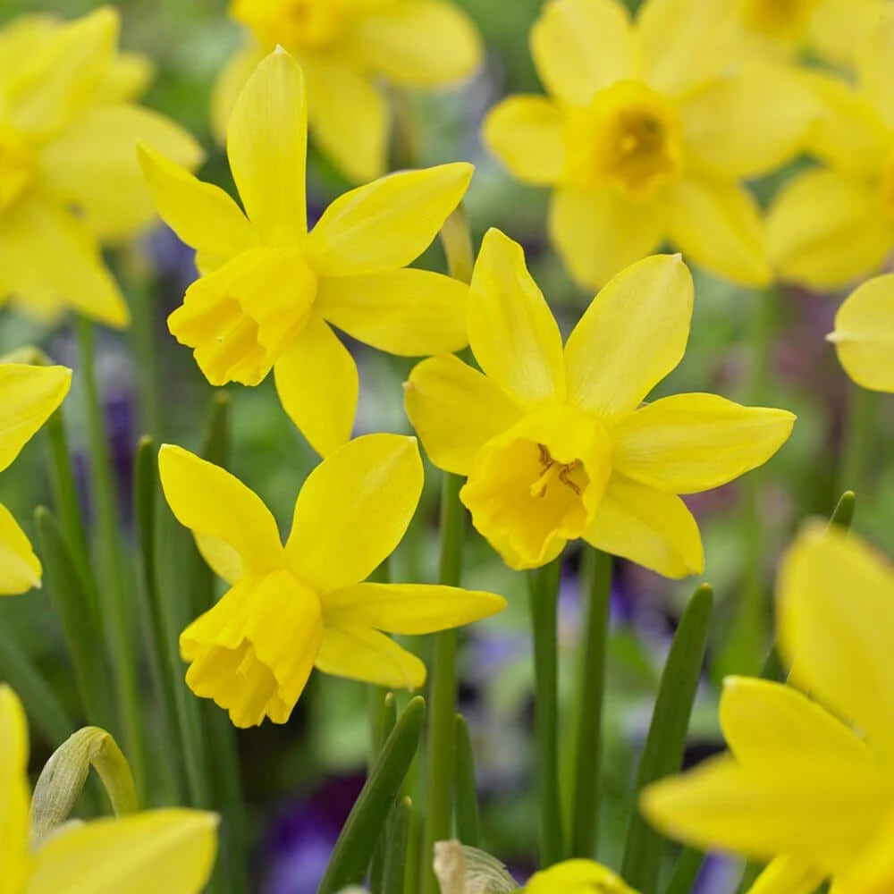 14/16 Cm, Jonquil Sailboat Daffodil Flower Bulbs, Yellow (Bag Of 100) 3 14/16 Cm, Jonquil Sailboat Daffodil Flower Bulbs, Yellow (Bag Of 100)