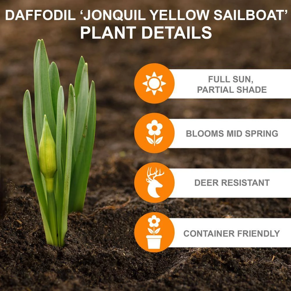 14/16 Cm, Jonquil Sailboat Daffodil Flower Bulbs, Yellow (Bag Of 100) 4 14/16 Cm, Jonquil Sailboat Daffodil Flower Bulbs, Yellow (Bag Of 100) - Image 2
