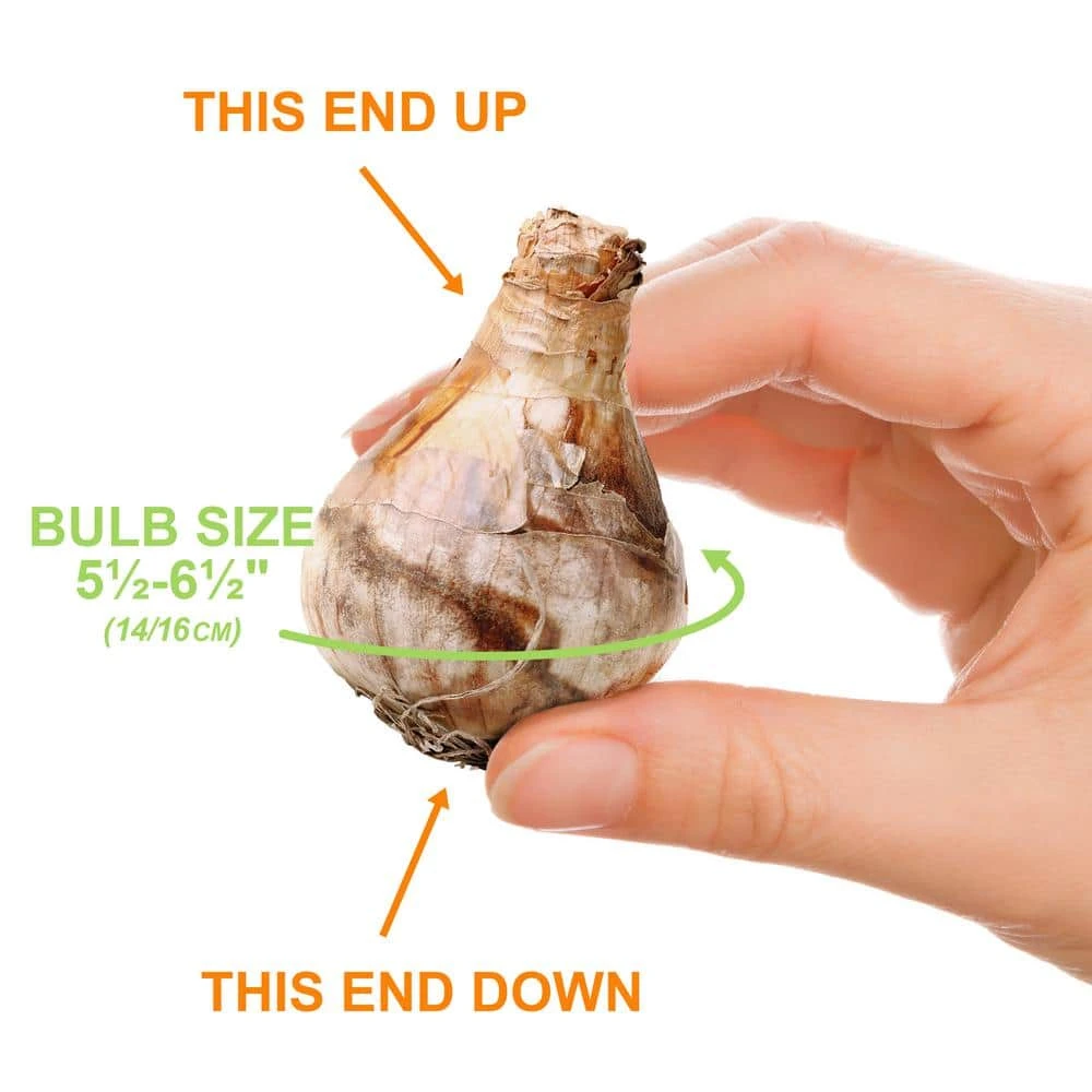 14/16 Cm Jonquil Sailboat Daffodil Flower Bulbs, Yellow (Bag Of 25) 6 14/16 Cm Jonquil Sailboat Daffodil Flower Bulbs, Yellow (Bag Of 25) - Image 4