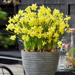 14/16 Cm Jonquil Sailboat Daffodil Flower Bulbs, Yellow (Bag Of 25) 17 14/16 Cm Jonquil Sailboat Daffodil Flower Bulbs, Yellow (Bag Of 25) -J Parkers Garden Store garden state bulb flower bulbs ecf 122 25 01 31 1000