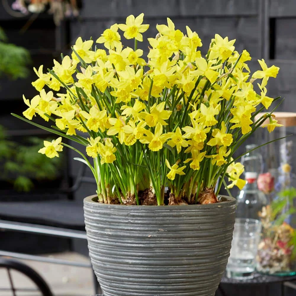 14/16 Cm Jonquil Sailboat Daffodil Flower Bulbs, Yellow (Bag Of 25) 10 14/16 Cm Jonquil Sailboat Daffodil Flower Bulbs, Yellow (Bag Of 25) - Image 8