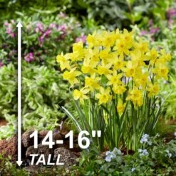 14/16 Cm Jonquil Sailboat Daffodil Flower Bulbs, Yellow (Bag Of 25) 12 14/16 Cm Jonquil Sailboat Daffodil Flower Bulbs, Yellow (Bag Of 25) -J Parkers Garden Store garden state bulb flower bulbs ecf 122 25 01 4f 1000