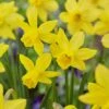 14/16 Cm Jonquil Sailboat Daffodil Flower Bulbs, Yellow (Bag Of 25) 2 14/16 Cm Jonquil Sailboat Daffodil Flower Bulbs, Yellow (Bag Of 25) -J Parkers Garden Store garden state bulb flower bulbs ecf 122 25 01 64 1000