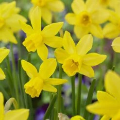 14/16 Cm, Jonquil Sailboat Daffodil Flower Bulbs, Yellow (Bag Of 50)