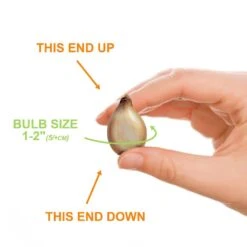 5/Plus Cm, Blue Giant Chionodoxa Glory Of The Snow Flower Bulbs (Bag Of 100) -J Parkers Garden Store garden state bulb flower bulbs ecf 123 100 02 1f 1000