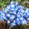 5/Plus Cm, Blue Giant Chionodoxa Glory Of The Snow Flower Bulbs (Bag Of 100) 1 5/Plus Cm, Blue Giant Chionodoxa Glory Of The Snow Flower Bulbs (Bag Of 100) -J Parkers Garden Store garden state bulb flower bulbs ecf 123 100 02 64 1000