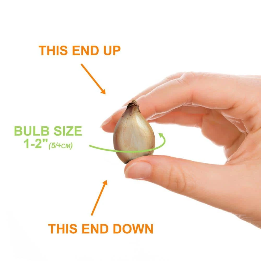 5/Plus Cm, Blue Giant Chionodoxa Glory Of The Snow Flower Bulbs (Bag Of 50) 6 5/Plus Cm, Blue Giant Chionodoxa Glory Of The Snow Flower Bulbs (Bag Of 50) - Image 4