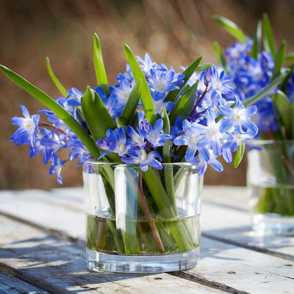 5/Plus Cm, Blue Giant Chionodoxa Glory Of The Snow Flower Bulbs (Bag Of 50) 10 5/Plus Cm, Blue Giant Chionodoxa Glory Of The Snow Flower Bulbs (Bag Of 50) - Image 8