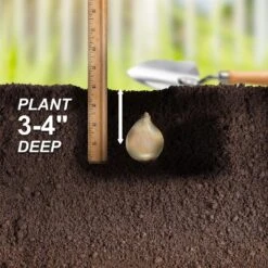 5/Plus Cm, Blue Giant Chionodoxa Glory Of The Snow Flower Bulbs (Bag Of 50) 14 5/Plus Cm, Blue Giant Chionodoxa Glory Of The Snow Flower Bulbs (Bag Of 50) -J Parkers Garden Store garden state bulb flower bulbs ecf 123 50 01 44 1000