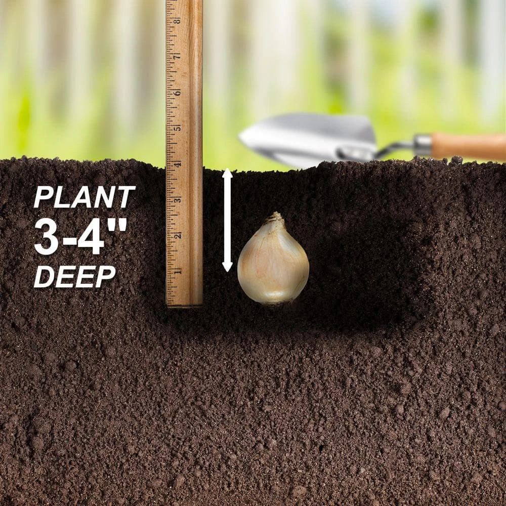 5/Plus Cm, Blue Giant Chionodoxa Glory Of The Snow Flower Bulbs (Bag Of 50) 7 5/Plus Cm, Blue Giant Chionodoxa Glory Of The Snow Flower Bulbs (Bag Of 50) - Image 5