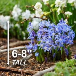 5/Plus Cm, Blue Giant Chionodoxa Glory Of The Snow Flower Bulbs (Bag Of 50) 12 5/Plus Cm, Blue Giant Chionodoxa Glory Of The Snow Flower Bulbs (Bag Of 50) -J Parkers Garden Store garden state bulb flower bulbs ecf 123 50 01 4f 1000